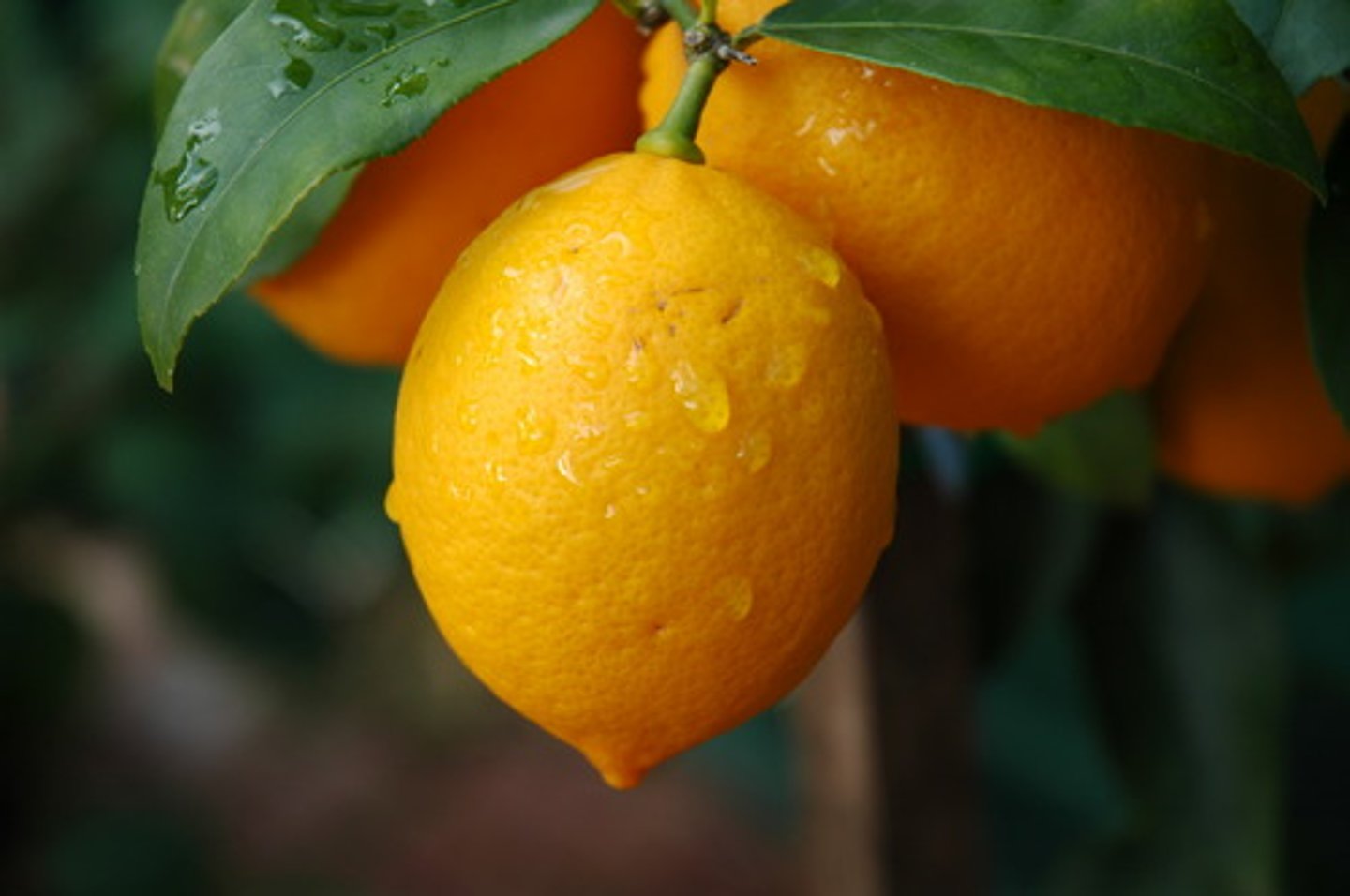 <p>lemon</p>