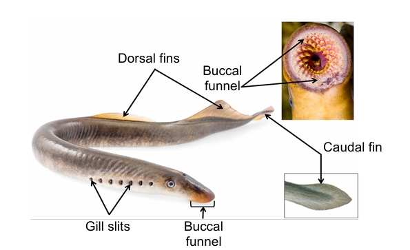 <p>Class of lampreys; petra = stone + myza = to suck.</p>