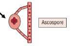 <ul><li><p>Produced ascomycetes</p></li><li><p>Produced in a sac called an ascus</p></li><li><p>Usually 4-8 ascospores in ascus (varies by species)</p></li></ul><p></p>