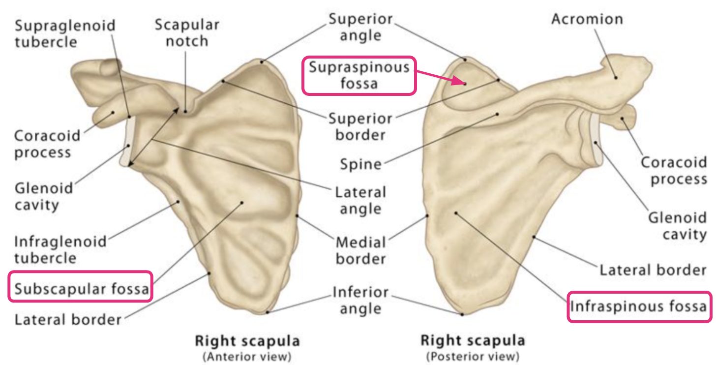 <ul><li><p><span style="color: red"><strong>RIGHT</strong></span></p></li><li><p><strong>Supraspinous fossa</strong></p></li><li><p>A depression located <span style="color: blue"><strong>superior to the spine</strong></span> of the scapula</p></li></ul><p></p>