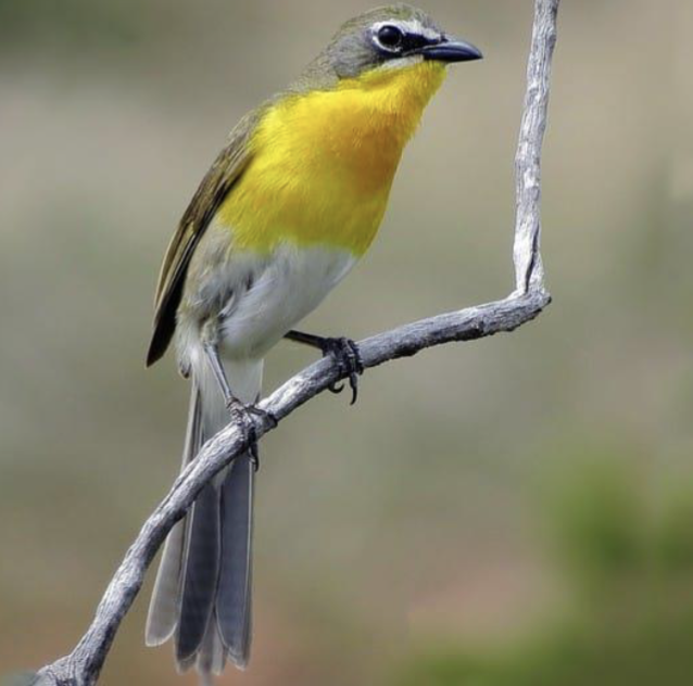 <p>riparian forest, dense brush</p>