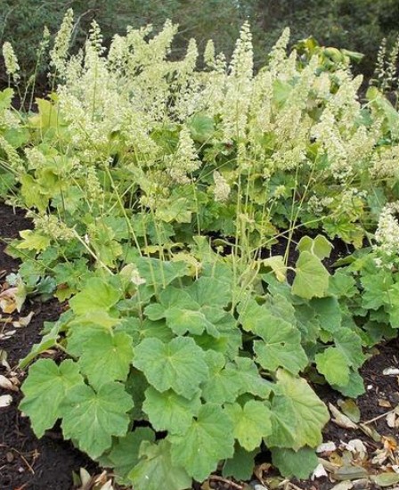 <ul><li><p>heart shaped leaves, deeply triangular lobes, very hairy</p></li><li><p>creamy white panicle flowers, August-Oct. Flower stems are hairy</p></li><li><p>foliage mound is 12 inch with upright flowers 12in</p></li><li><p>moist-well drained soil, part shade</p></li><li><p>‘Autumn Bride’ cultivar has larger inflorescence that can be too heavy and flop over</p></li><li><p>NWPL: NL</p></li></ul><p></p>