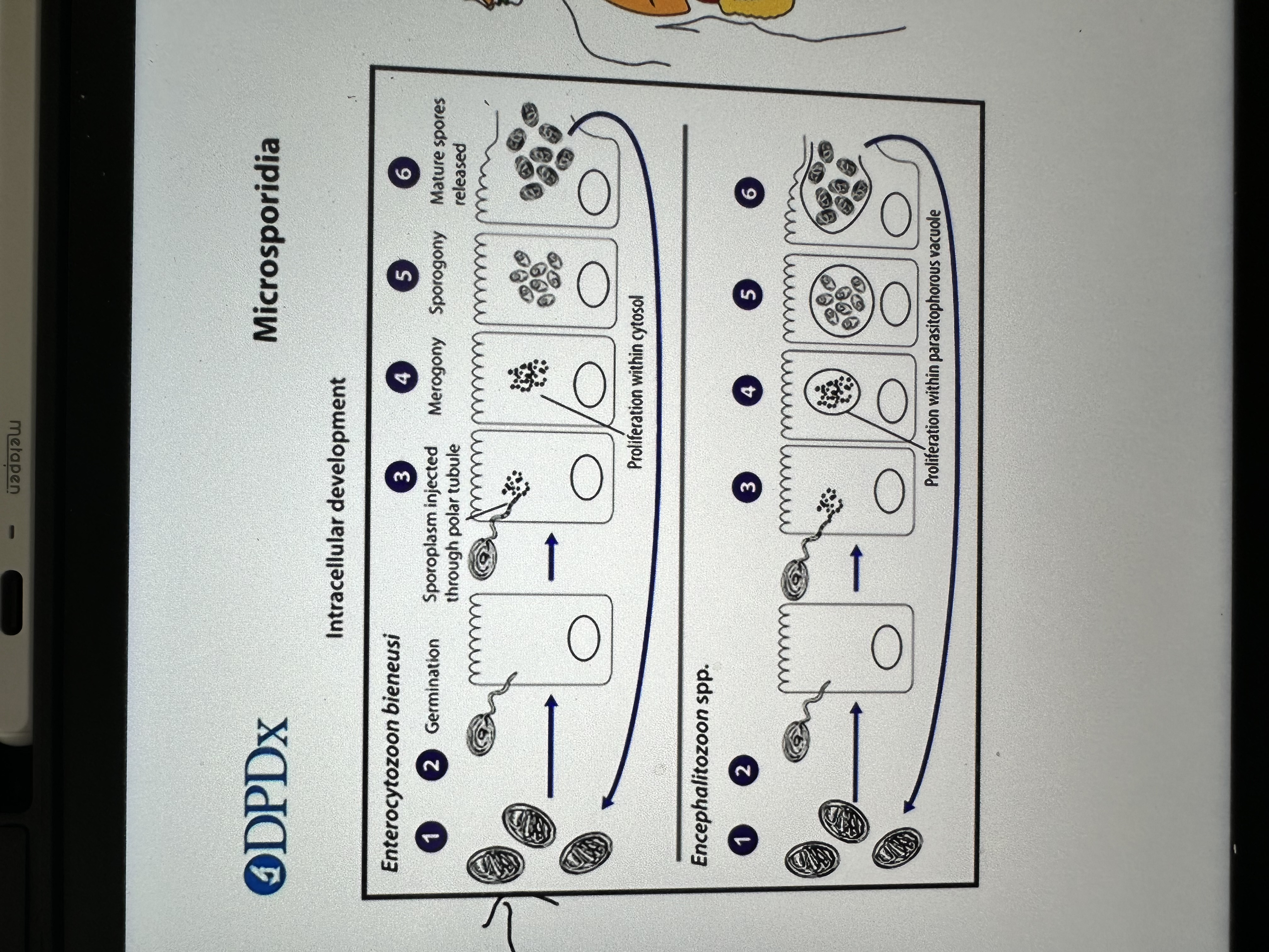 knowt flashcard image