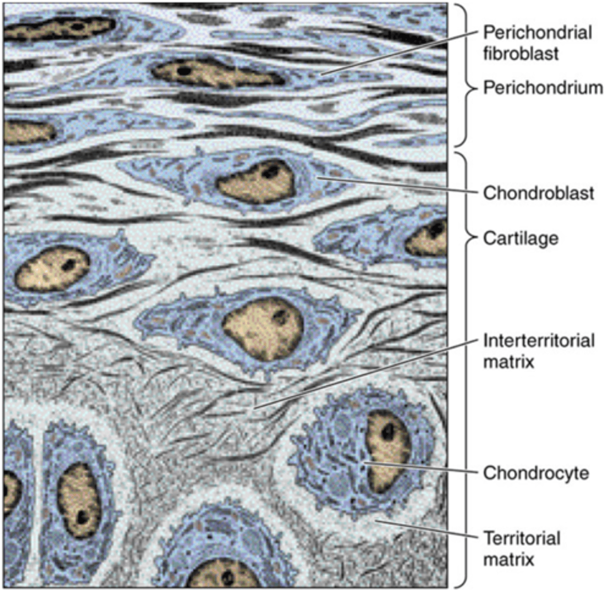 <p>Isogenous group (originated from a single progenitor by mitotic division)</p>