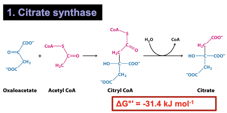 <p>1: Citrate synthase</p><p>Oxaloacetate + Acetyl CoA→ Citryl CoA + H<sub>2</sub>O→ Citrate + CoA</p><ul><li><p>Citrate synthase is the entry point for the cycle→ committed step to CAC</p></li><li><p>Condensation of acetyl CoA with oxaloacetate to produce citrate</p></li><li><p>Citrate is a key metabolite→ high levels indicate high citric acid cycle activity and an energy rich state</p></li><li><p>Highly exergonic because of hydrolysis of intermediate Citryl CoA (cleavage of high energy thioester bond)</p></li></ul><p></p>