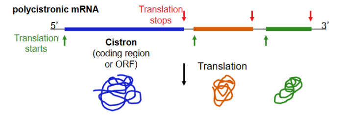 <p>singular RNA with multiple protein coding regions (example here has code from three different genes each with their own translation start sites)</p>