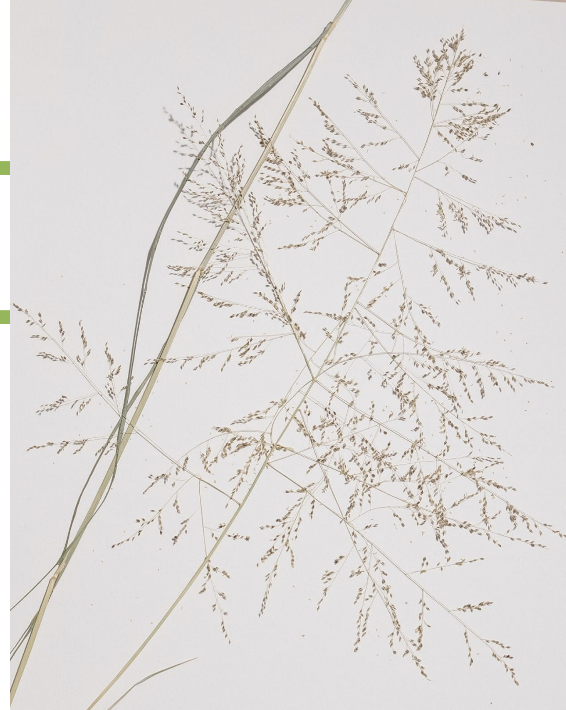 <p>What is this plant’s scientific name?</p>