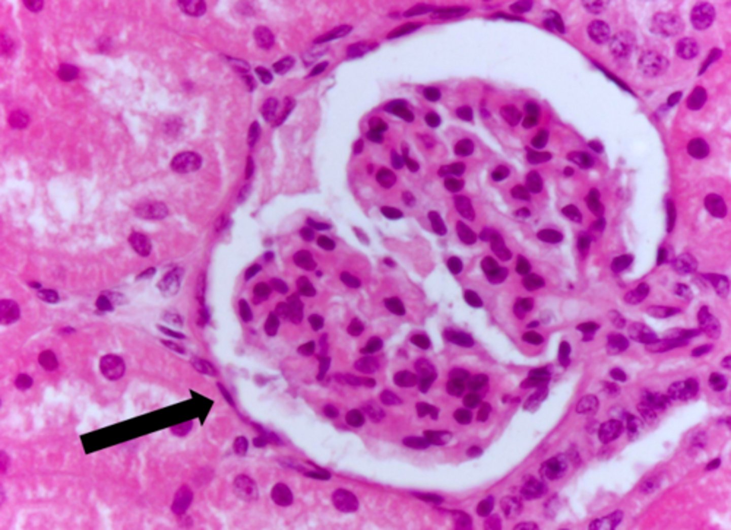 <p>classify this epithelium</p>