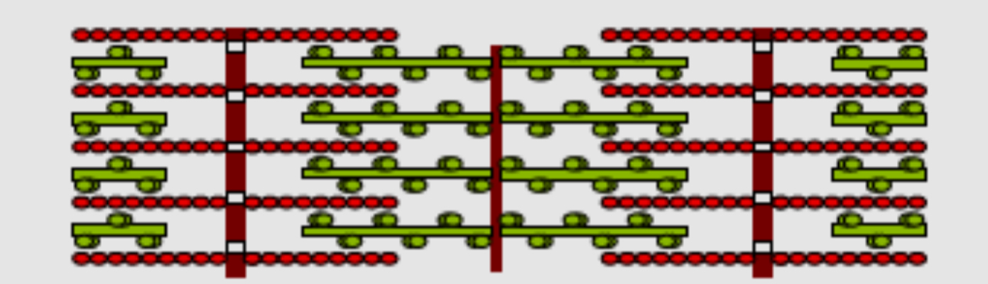 <p>Un sarcomère est un agencement régulier et systématisé des filaments épais de myosine et des filaments fins d’actine </p>