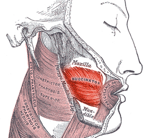 <p><strong>Origin:</strong> Maxilla & mandible (outer surfaces of alveolar processes), TMJ<br><strong>Insertion:</strong> Lips<br><strong>Action:</strong> compression of cheeks against the teeth<br><strong>Nerve:</strong> facial VII</p>