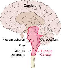 Controls things such as breathing, consciousness, blood pressure, heart rate, and sleep