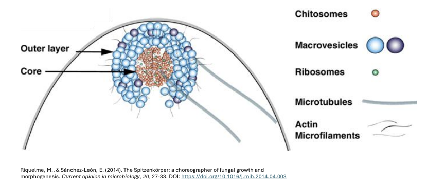 <p>Describe the structure of a Spitzenkorper</p>