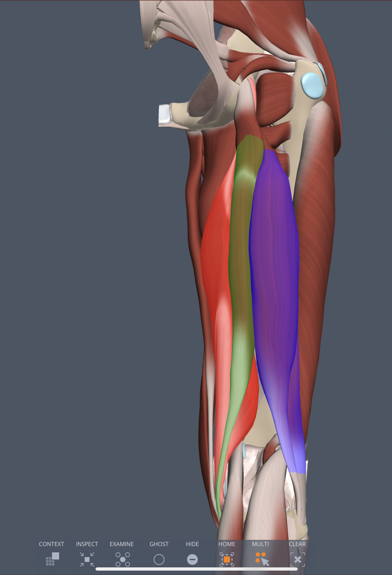 biceps femoris (posterior thigh) action
