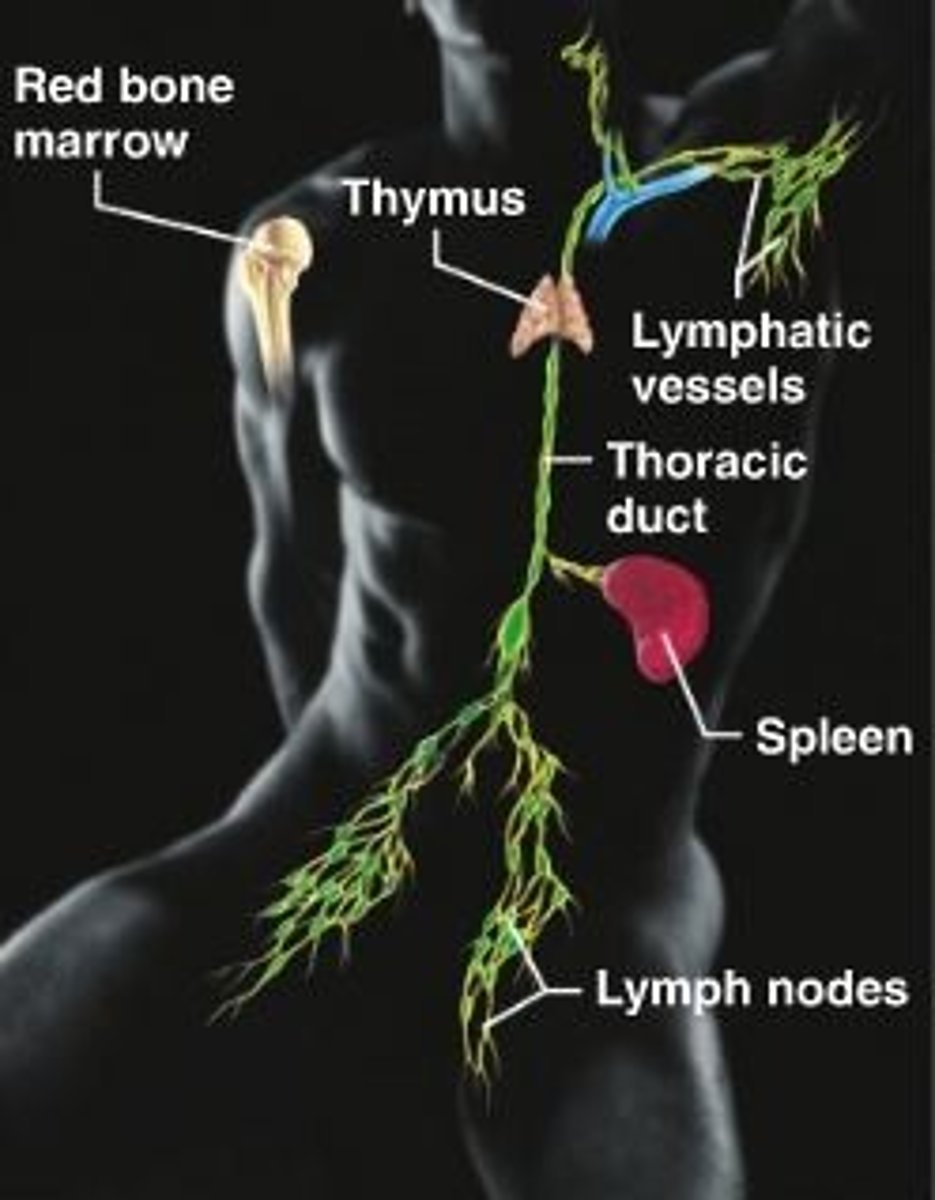 <p>A network of vessels that take up fluid from the interstitial space and return it to the blood.</p>