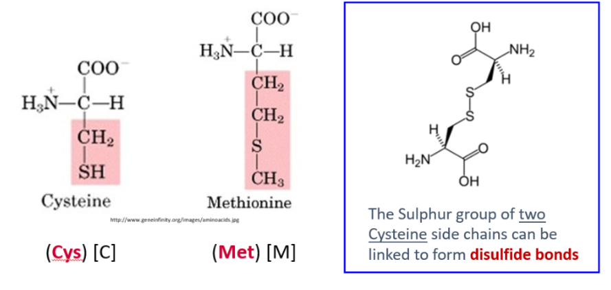 <ul><li><p>Has sulfur atom in structure</p></li><li><p>2 Cysteine molecules can form <strong>disulfide bond </strong>(S-S) from sulfur group</p></li></ul><p><strong>Cysteine, Methionine</strong></p>
