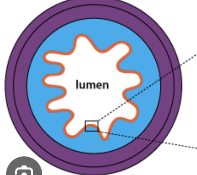 <p>Lumen</p>