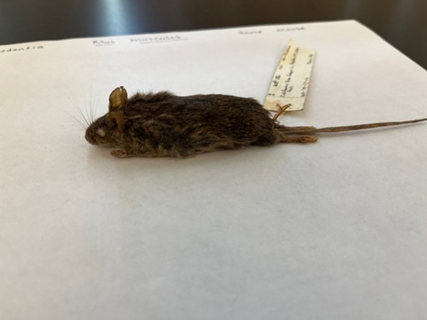 <p>- Part of Rodentia<br>- Small and variously colored. <br>- Dorsum may be brown, dark brown, grayish or buff; venter is buff to dark gray brown. <br>- Tail is long, uncolored and almost hairless.</p>