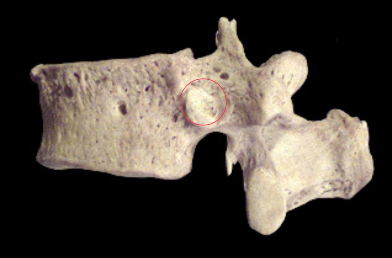 <p>What is this structure?</p>