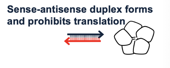 <p>sense-antisense duplex forms and prohibits translation</p>