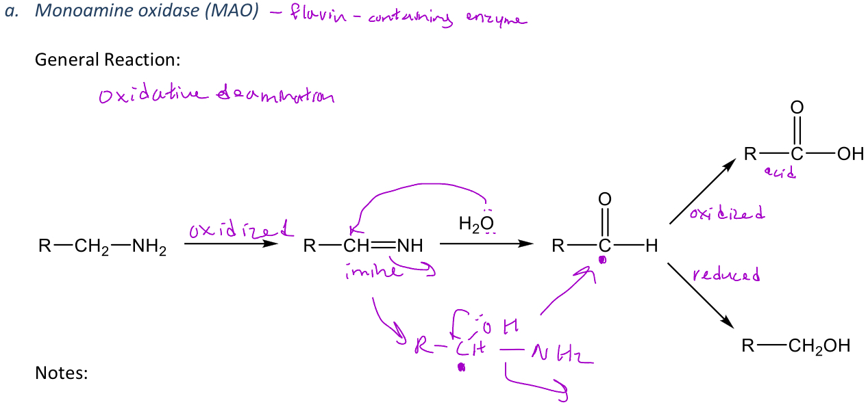 <p>A miscellaneous reaction in phase 1 metabolism in which monoamine oxidase (MAO) only works when the amine only has methyl groups added to it </p><p>-MAO will convert amines into carboxylic acids or alcohols </p><p>-<em>The carbon that's alpha to the nitrogen cannot have a CH3 group on it (which is why amphetamine isn't broken down by MAO)</em></p>