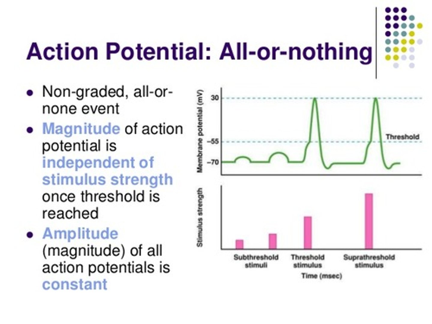 <p>False. The amount of neurotransmitter released into the synaptic cleft is dependent on the frequency of action potentials being fired down the axon of the neuron. Remember, action potentials are all-or-none signals that do not have varying strengths.</p><p>A higher action potential frequency will cause more openings of the calcium channels to open, more calcium will flow in, and the increased concentration of calcium will cause a greater amount of neurotransmitter release.</p>