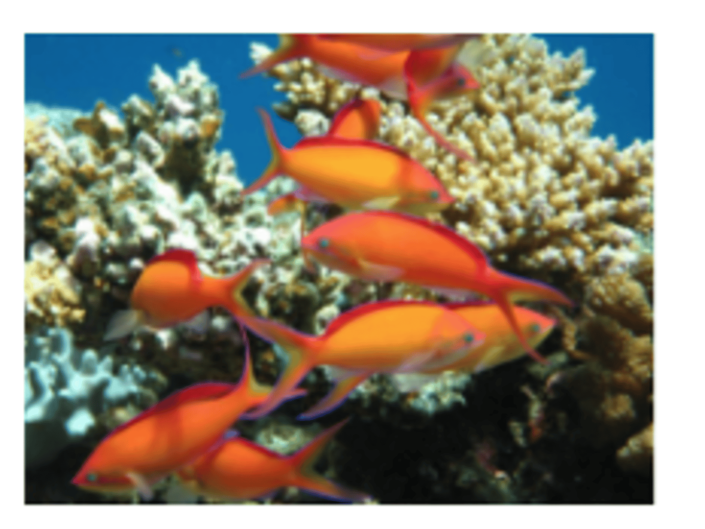 <p>A school of fish</p>