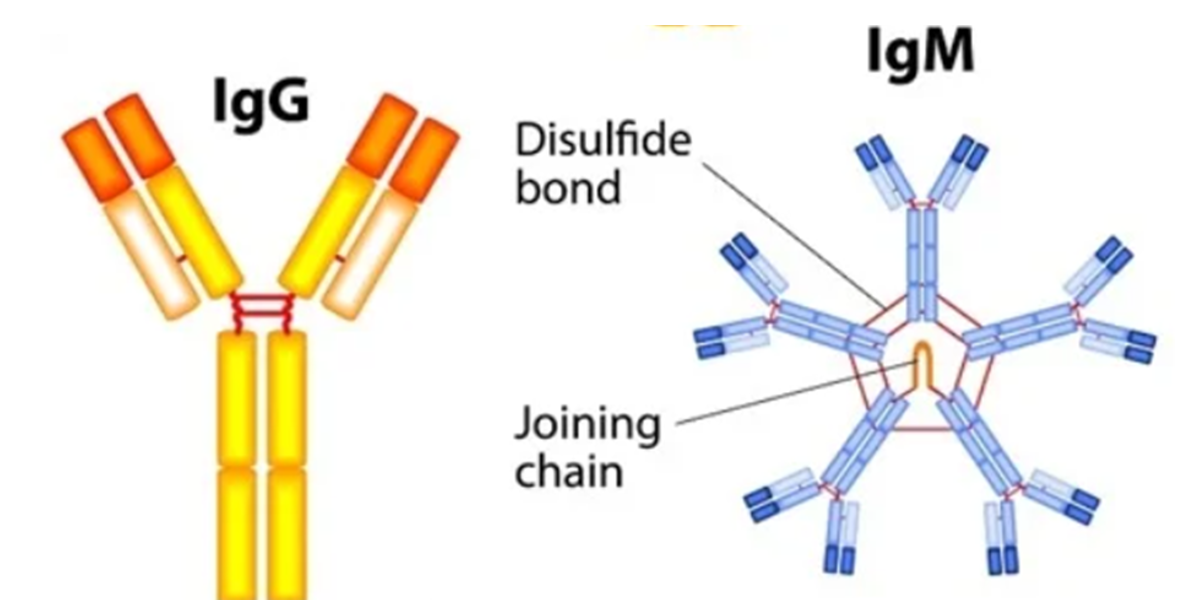 <p><strong><u>IgG:</u></strong></p><ul><li><p>most abundant antibody in plasma &amp; mainly involved in secondary (humoral) immune response</p></li><li><p>the only antibody able to cross the placenta, providing passive immunity to the foetus &amp; new-born baby</p></li><li><p>plays a crucial role in passive &amp; active immunity, as well as promoting phagocytosis</p></li></ul><p><strong><u>IgM:</u></strong></p><ul><li><p>mainly involved in primary immune response &amp; makes up ~5% of serum antibodies</p></li><li><p>found mainly in the blood &amp; exists as a pentamer → cannot cross placenta</p></li><li><p>provides rapid initial immune response &amp; plays a role in regulating immune function &amp; maintaining immunological tolerance</p></li></ul><p></p>