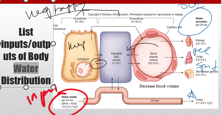 <p>(11)Describe the effects of dehydration/overhydration on blood and urine volumes.</p>