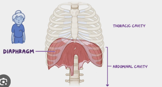 <p>Action:inhalation </p><p>Dome-shaped, broad muscle: separates thoracic &amp; abdominalpelvic cavities </p>