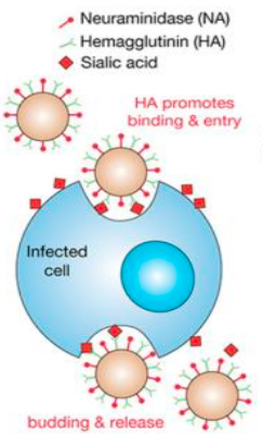 <p><u>How does influenza virus affect a cell?</u></p><ol><li><p>Influenza virus binds to _____ ___ _________ through its surface glycoprotein _____________ (HA).</p></li><li><p>Endocytosis (ingestion &amp; uptake of macromolecules in small vesicles) of the virus occurs.</p></li><li><p>Vesicle fuses with a lysosome (organelle containing digestive enzymes).</p></li><li><p>Acidity breaks down coating of the virus, HA structurally changes &amp; is inserted into cell membrane.</p></li><li><p>Membrane fuses, RNA released into host cell.</p></li><li><p>Intracellular replication (virus replicates using host cell machinery)&nbsp;</p></li><li><p>Neuraminidase cleaves (seperates) sialic acid from cell membrane allowing viral escape.&nbsp;</p></li></ol>