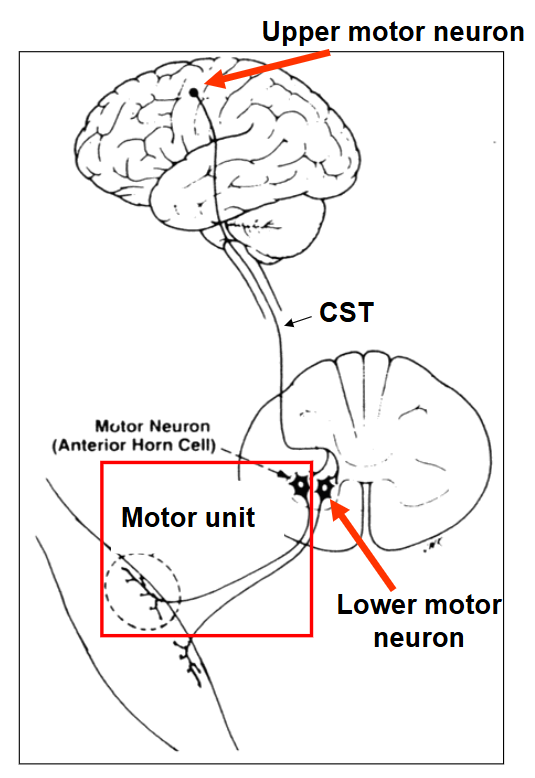 <p>cell body in spinal cord or brain stem and has axon that directly innervates muscle fibres</p>