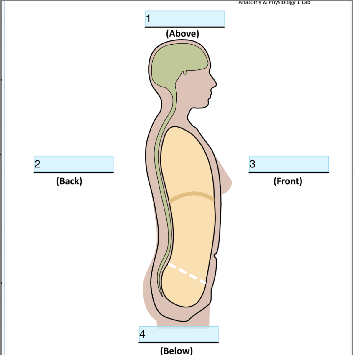<p> Identify Directional term In 3</p>