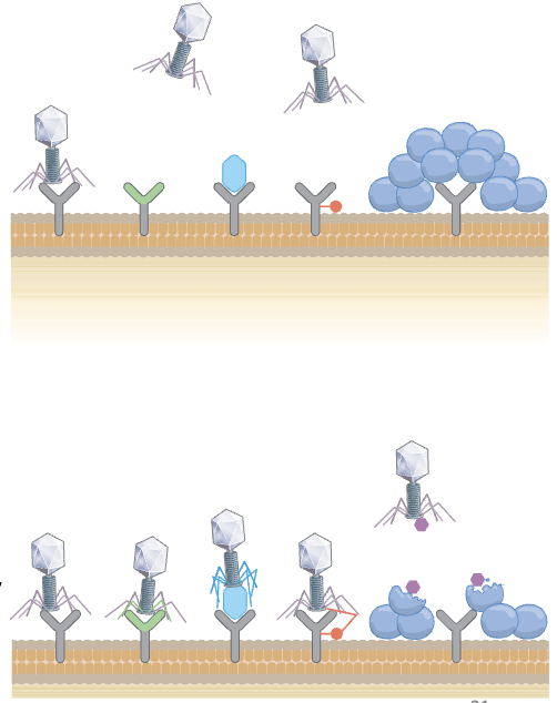 <p>Bacteria: altering (starts at genetic level), disguising (sits on receptor), modifying, masking</p><p>Phages: mutations, production of extracellular matrix degrading enzymes, some phages have more than one receptor binding protein → enables recognition of multiple receptors</p>