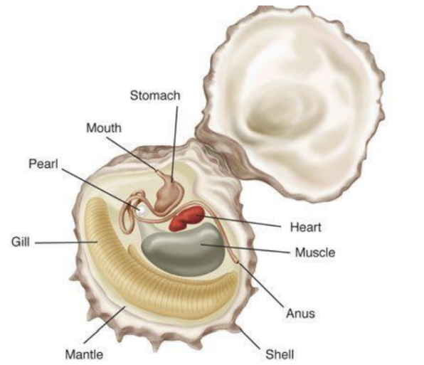 <p>- connects two shells (hinge)</p><p>-no anterior end (so no cephalization)</p><p>*have open circulatory system + have coelom + a complete digestive track + breath through gills or skin</p><p>*eg clams, oyster, scallops, and mussels</p>