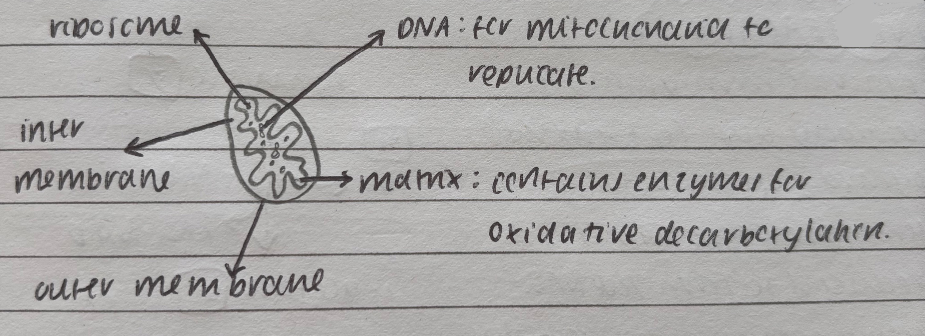 <ul><li><p>matrix contains enzymes for oxidative phosphorylation</p></li><li><p>inner, inter and outer membrane</p></li><li><p>ribosomes</p></li><li><p>DNA for mitochondria to replicate</p></li></ul>
