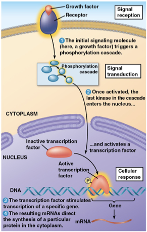 <p>nucleus- signaling pathways <mark data-color="yellow" style="background-color: yellow; color: inherit">regulate enzyme synthesis </mark>by turning <mark data-color="yellow" style="background-color: yellow; color: inherit">genes on/off.</mark></p><p>the <mark data-color="yellow" style="background-color: yellow; color: inherit">final</mark> activated molecule in the signaling pathway can function as a <mark data-color="yellow" style="background-color: yellow; color: inherit">transcription factor for DNA</mark></p>