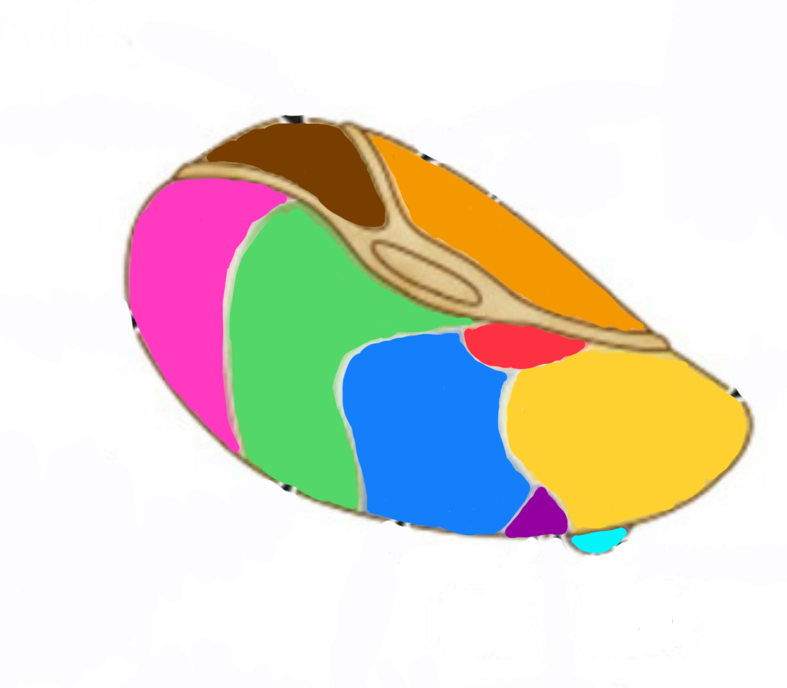 <p>The DM connects to</p>