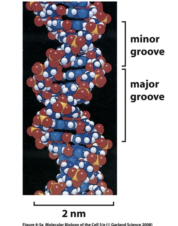 <p>Function of the major groove</p>