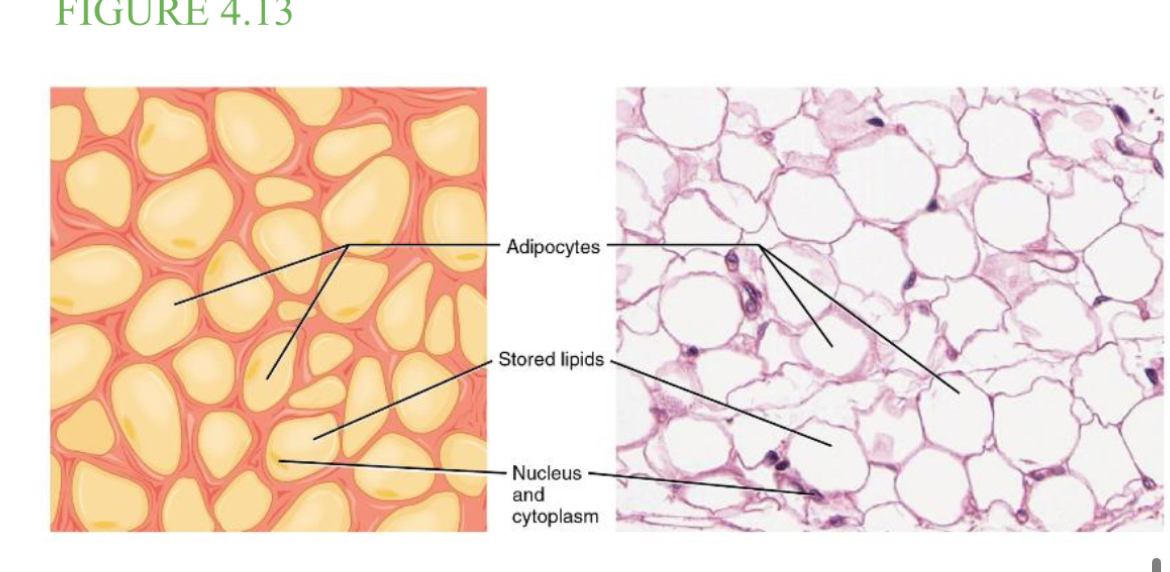 <p>A loose connective tissue that consists of fat cells with little extracellular matrix. And stores fat for energy &amp; provides insulation.</p>