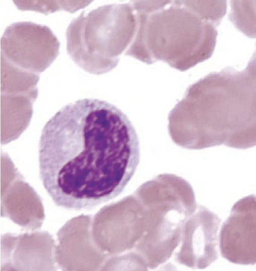 <p>identify this cell:</p>