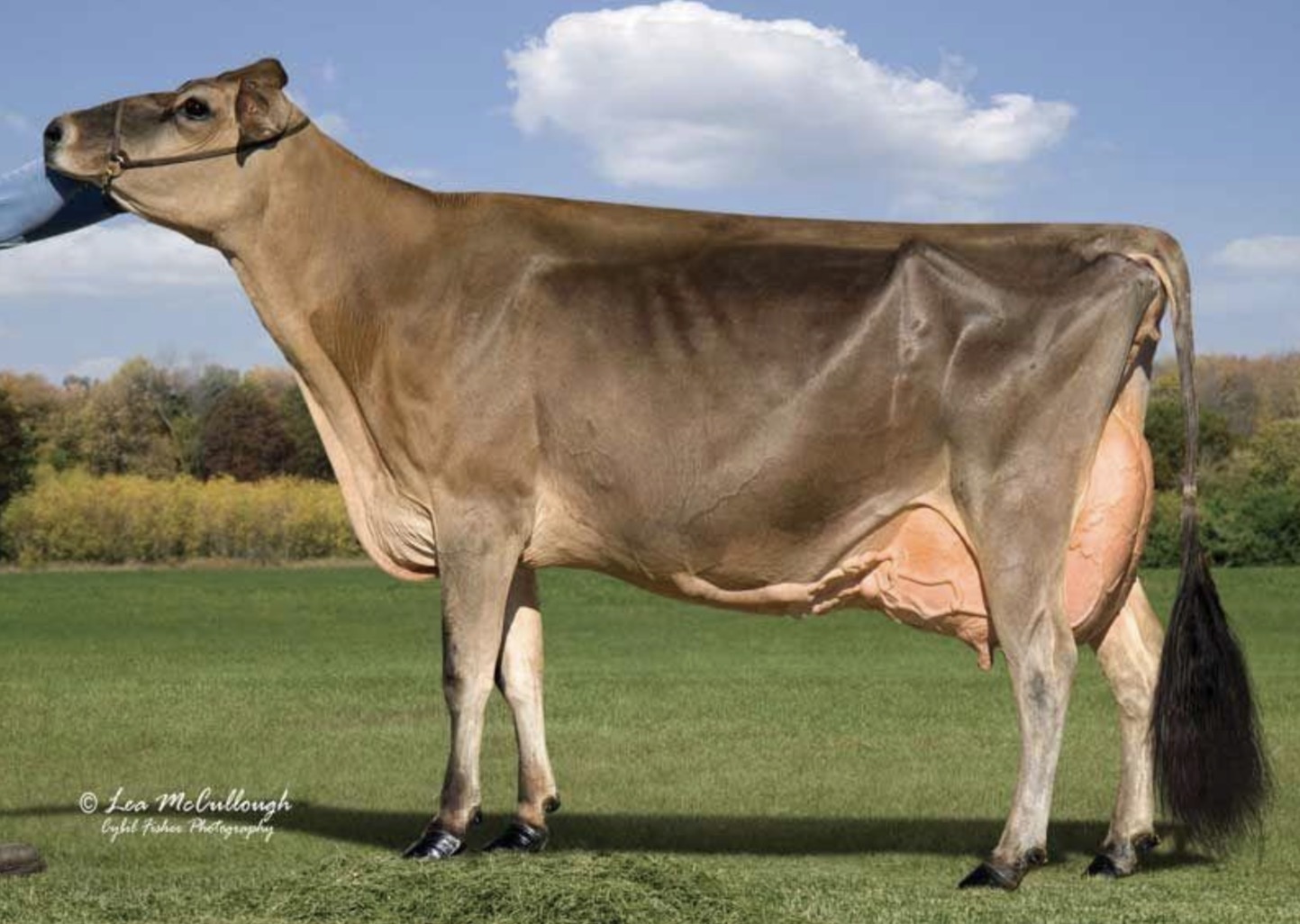 <p>What breed of cow is this and what is it mainly used for commercially?</p>