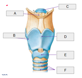 <p>B</p>