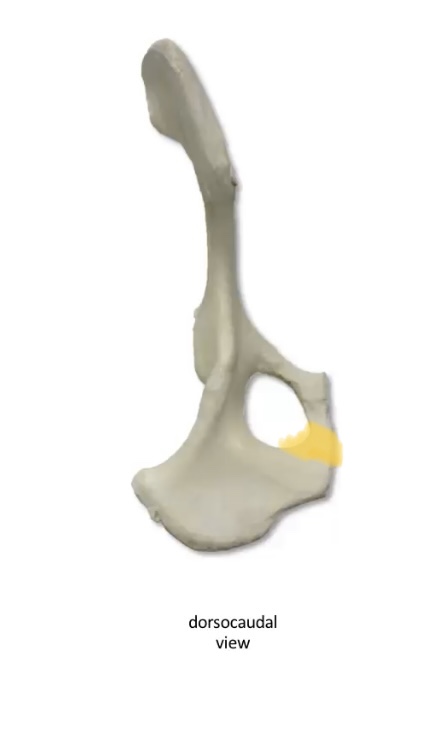 What is this bony prominence 