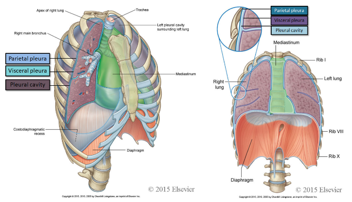 <ul><li><p>The pleura that is associated with the walls of the cavity is known as&nbsp;<strong>parietal pleura. </strong>The parietal pleura lines the pulmonary cavities, and is adherent to the thoracic wall, the mediastinum and the diaphragm.</p></li><li><p>The pleura that is associated with the lungs is known as&nbsp;<strong>visceral pleura</strong>. The visceral pleura covers the lungs and is adherent to all its surfaces, including the horizontal and oblique fissures; it cannot be separated from the lungs.</p></li></ul>