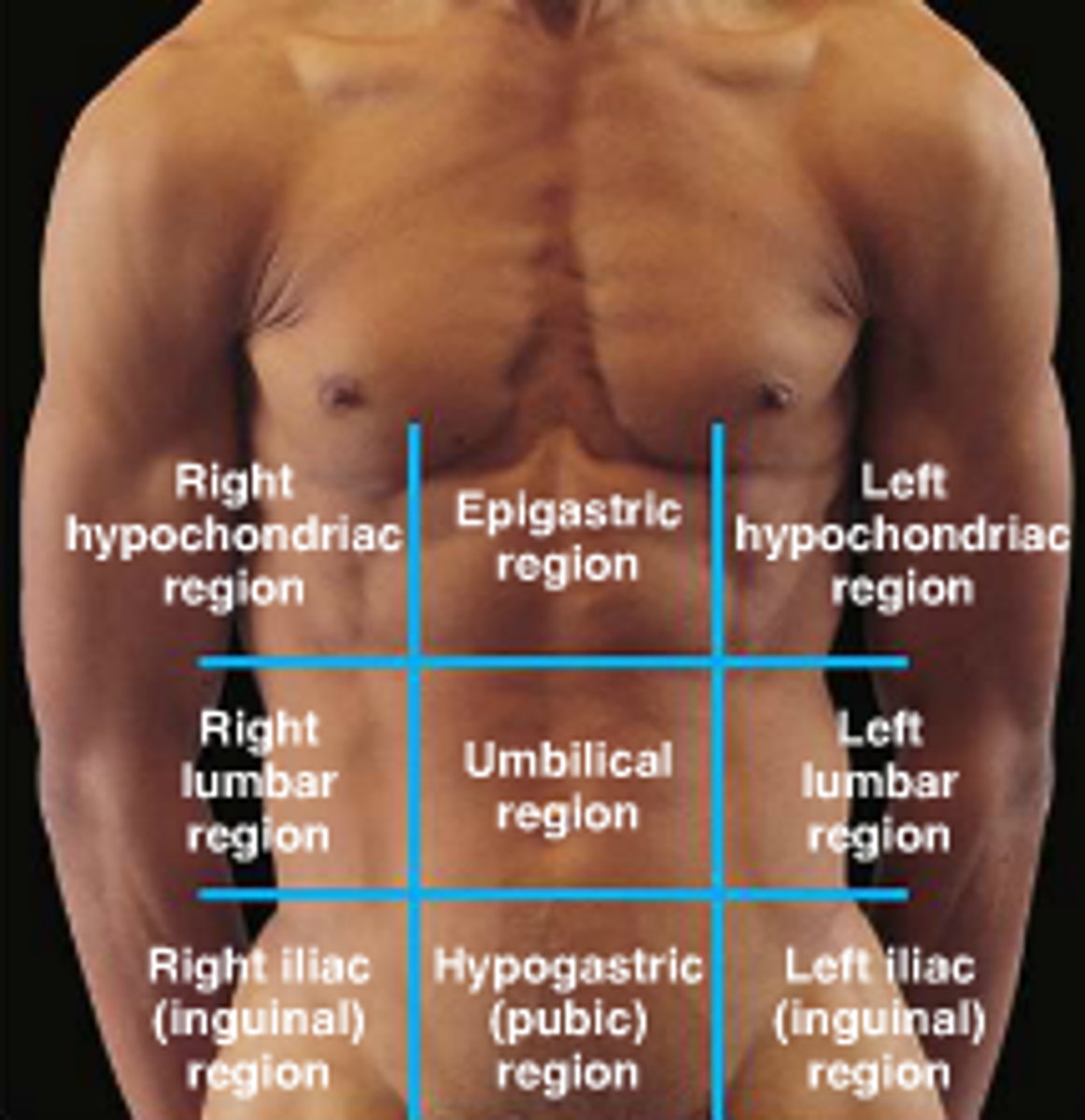 knowt flashcard image