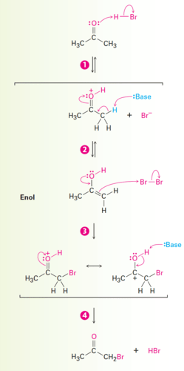 <p>1. The carbonyl oxygen atom is protonated by acid catalyst (HBr).</p><p>2. Loss of an acidic proton from the alpha carbon takes place in the normal way to yield an enol intermediate.</p><p>3. An electron pair from the enol attacks bromine, giving an intermediate cation that is stabilized by resonance between two forms.</p><p>4. Loss of the -OH proton then gives the alpha-halogenated product and generates more acid catalyst.</p>