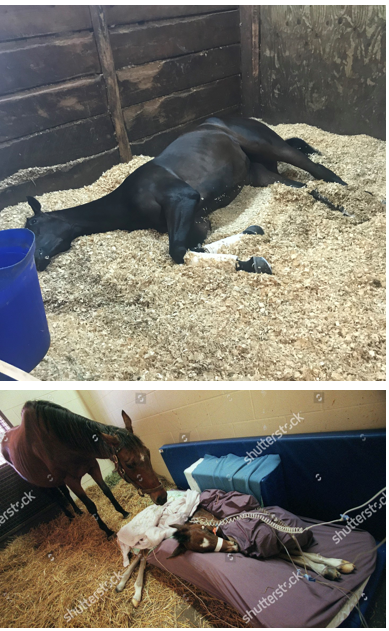 <p>Mentation of these horses? </p>