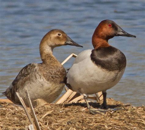 Large diver, long tapered black bill, gradual forehead slope, dark red head

Males: white/grey body

Females: lighter red/tan head, pale grey-brown body