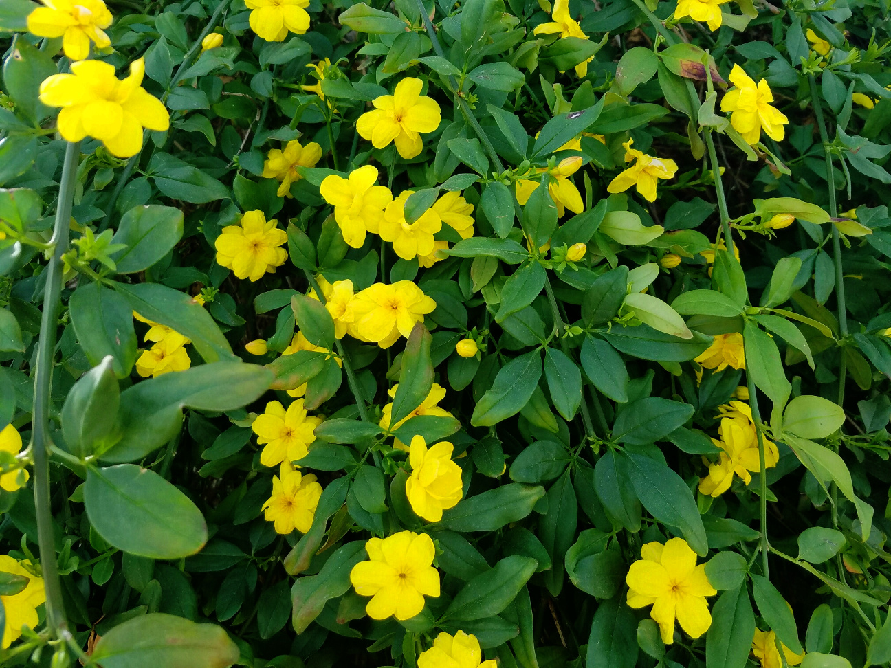 Primrose Jasmine
