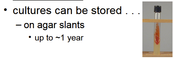 <p>Solid media in tubes with a slanted surface used to store cultures for up to ~1 year.</p>